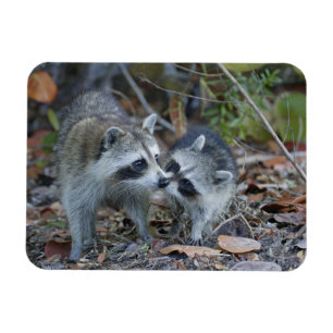 Íman EUA, Florida, Sanibel, nacional querido de Ding