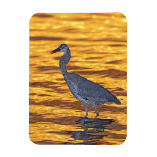 Íman EUA, Florida, St Petersburg, parque de Forte De