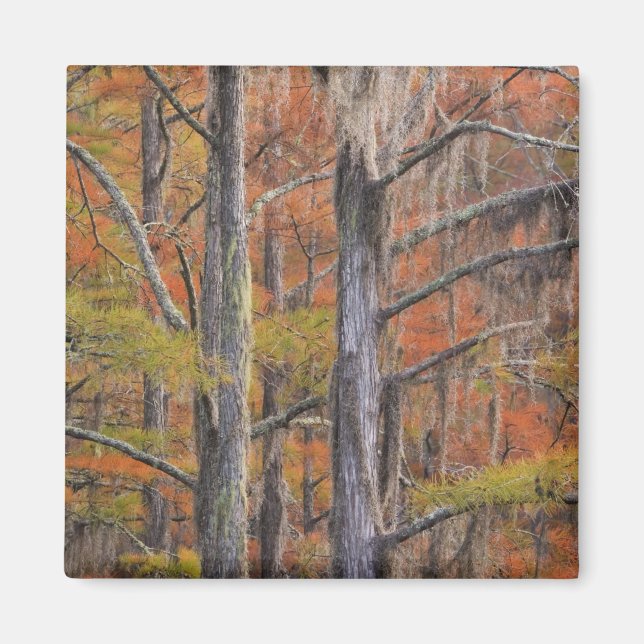 Íman EUA, Geórgia, George Smith State Park, Cypress (Frente)