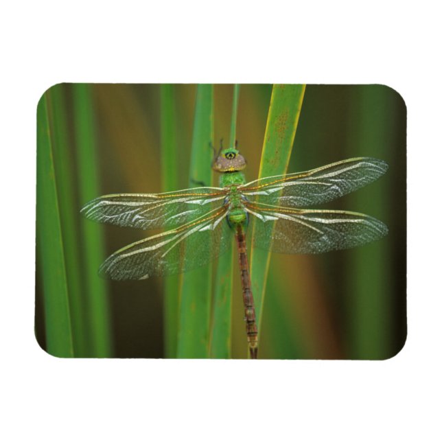 Íman EUA, Geórgia. Libélula dárner verde em juncos (Horizontal)