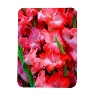 Íman EUA, Geórgia, Savannah, Buquê De Gladiolus