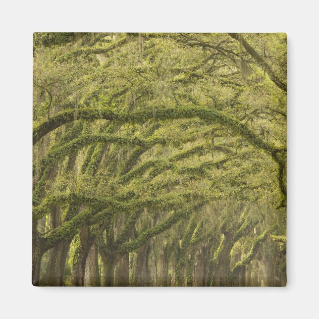 Íman EUA; Geórgia; Savannah. Carvalheiras com (Frente)