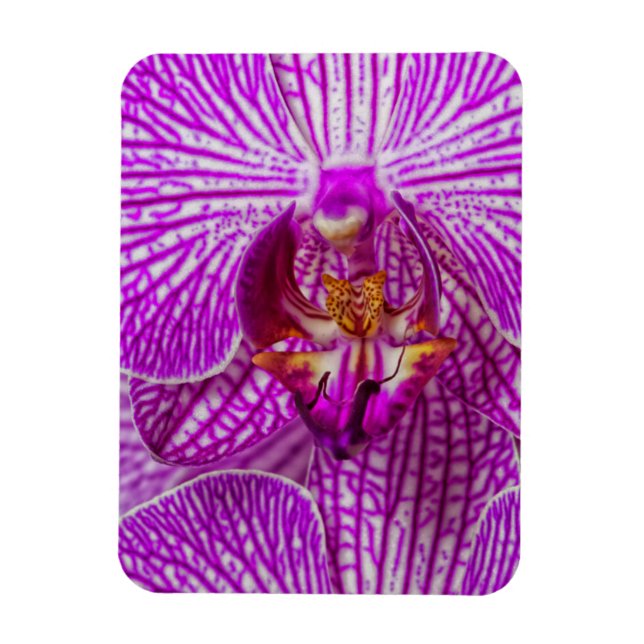 Íman EUA, Geórgia, Savannah, Close-Up De Orquídea (Vertical)
