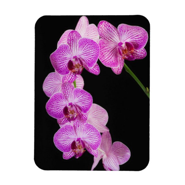 Íman EUA, Geórgia, Savannah, Conjunto De Orquídeas 2 (Vertical)