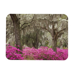 Íman EUA, Geórgia, Savannah, Primavera no Histórico