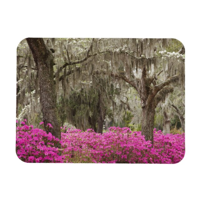 Íman EUA, Geórgia, Savannah, Primavera no Histórico (Horizontal)