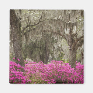 Íman EUA, Geórgia, Savannah, Primavera no Histórico