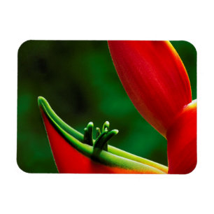 Íman EUA, Havaí, Hilo. Heliconia
