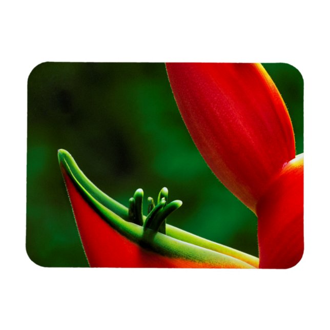 Íman EUA, Havaí, Hilo. Heliconia (Horizontal)