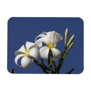 Íman EUA, Havaí, Kauai, plumeria branca.