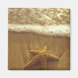 Íman EUA, Havaí, Maui, Maui, Kihei, Estrela-do-mar e