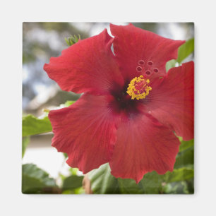 Íman EUA, Havaí, Oahu. O Hibisco é o