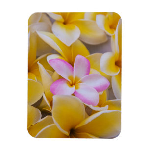 Íman EUA, Havaí, Oahu, Plumeria floresce 1