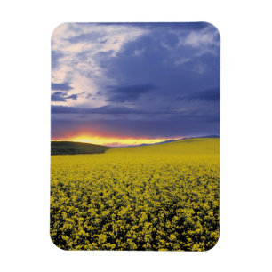 Íman EUA, Idaho, Vale Swan. Um pôr do sol feroz irrompe