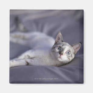 Íman EUA, Iowa, retrato do gatinho novo 2