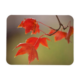 Íman EUA, Kansas, Folhas Vermelhas Em Queda Inicial