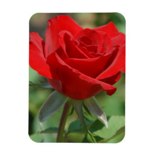 Íman EUA, Kansas, Rosa Vermelha