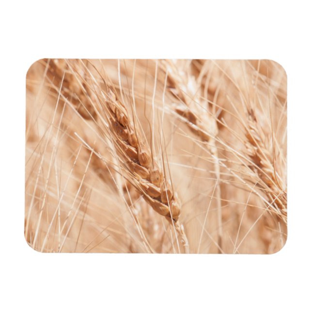 Íman EUA, Kansas, Trigo na época da colheita (Horizontal)