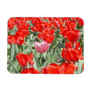 Íman EUA, Kansas, Tulipas Vermelhas Com Uma Tulipa Rosa