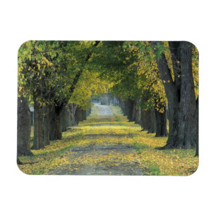 Íman EUA, Kentucky, Louisville. Estrada arborizada em