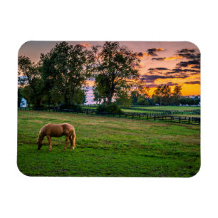 Íman EUA, Lexington, Kentucky. Cavalo solitário ao pôr