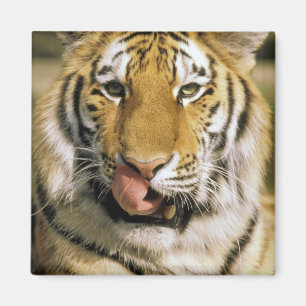 Íman EUA, Michigan, Detroit. Detroit Zoo, tigre