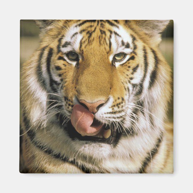 Íman EUA, Michigan, Detroit. Detroit Zoo, tigre (Frente)