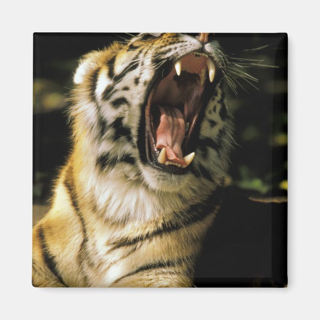 Íman EUA, Michigan, Detroit. Detroit Zoo, tigre 2 (Frente)