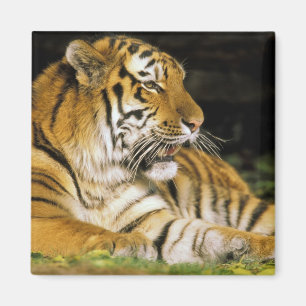 Íman EUA, Michigan, Detroit. Detroit Zoo, tigre em