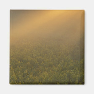 Íman EUA, Michigan, Meadow of goldenrod Plant