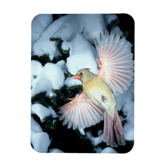 Íman EUA, Minnesota, Mendota Heights, Cardinal feminino (Vertical)
