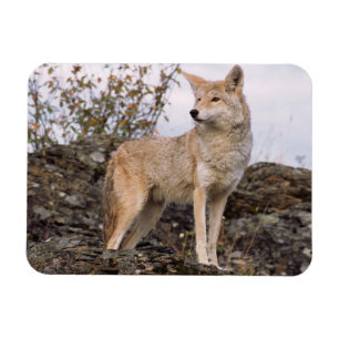 Íman EUA, Montana, Kalispell. Coyote no Triple D
