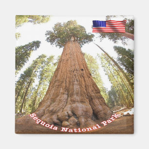 Íman EUA National Park Sequoia - General Sherman