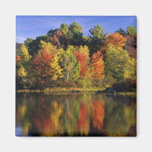 Íman EUA, New Hampshire, Moultonborough. Árvores em