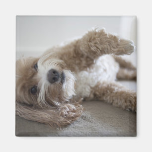 Íman EUA, New York, Nova Iorque, Brooklyn, Cockapoo