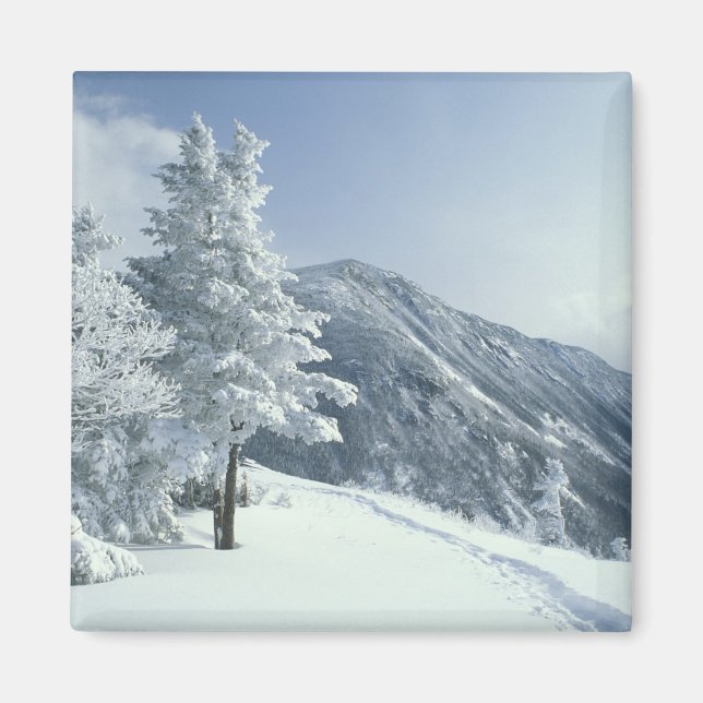 Íman EUA, NH, árvores cobertas de neve Trilhas Snoeshoe (Frente)