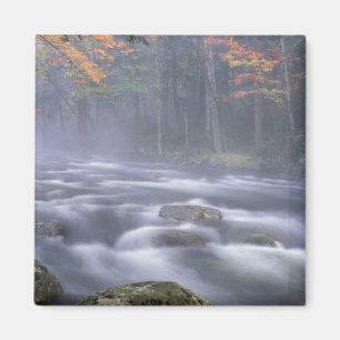 Íman EUA, Nova Iorque, Adirondacks, Rio Grande Moose