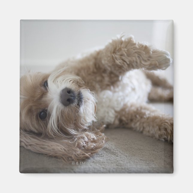 Íman EUA, Nova Iorque, Nova Iorque, Brooklyn, Cockapoo (Frente)