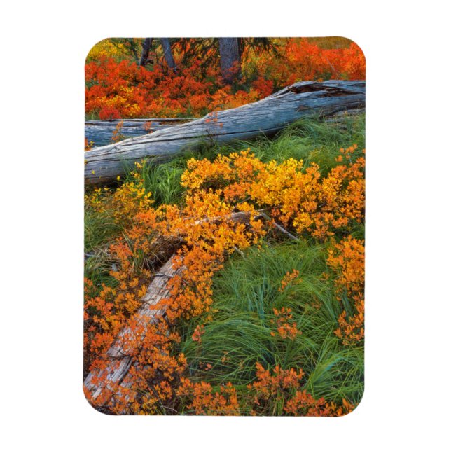 Íman EUA, Oregon, Floresta Nacional Willamette (Vertical)