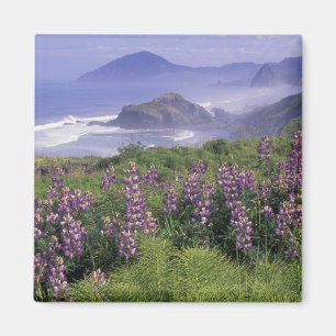 Íman EUA, Oregon, Nesika Beach. Lupino e Oregon