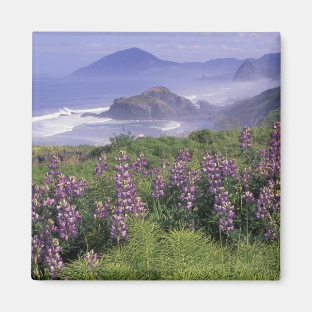 Íman EUA, Oregon, Nesika Beach. Lupino e Oregon (Frente)