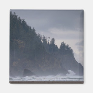 Íman EUA, Oregon, Tillamook County, floresta na costa