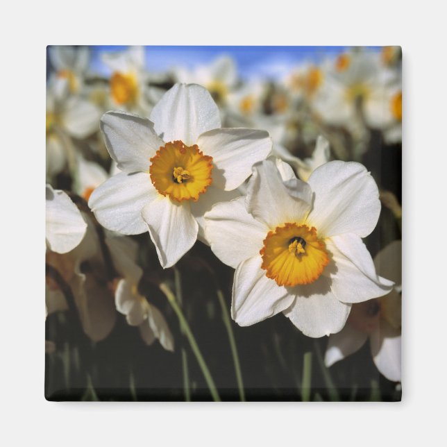 Íman EUA, Oregon, Vale de Willamette. Narcisos (Frente)