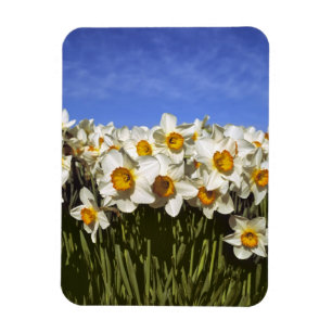 Íman EUA, Oregon, Vale do Willamette. Narcisos crescem