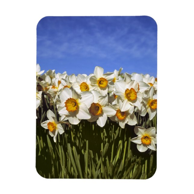 Íman EUA, Oregon, Vale do Willamette. Narcisos crescem (Vertical)