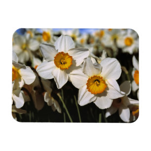 Íman EUA, Oregon, Vale Willamette. Narcisos