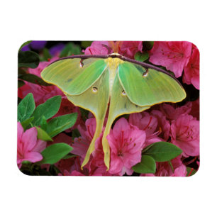 Íman EUA, Pensilvânia. Mariposa-luna em clematite rosa