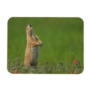 Íman EUA, South Dakota, parque estadual de Custer