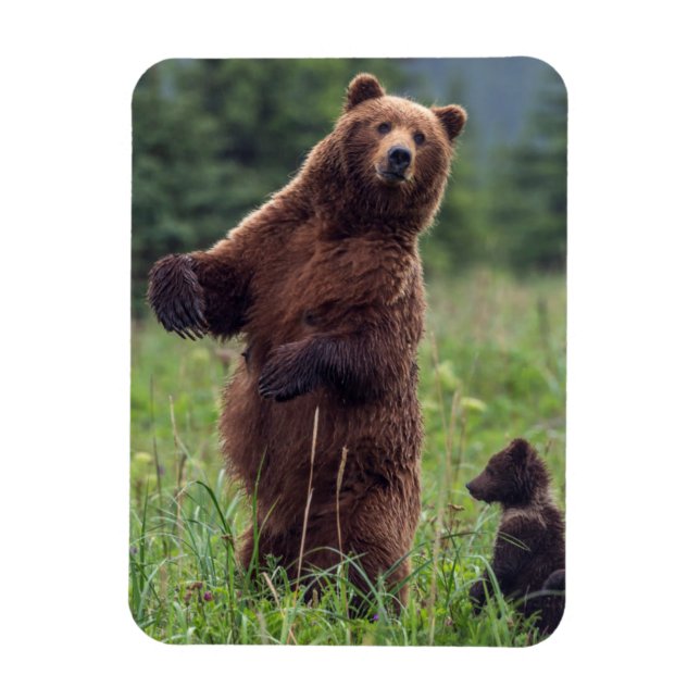 Íman EUA, sudeste do Alasca, Urso Pardo e filhote (Vertical)