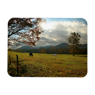 Íman EUA, Tennessee. Cavalos no Vale de Cades Cove